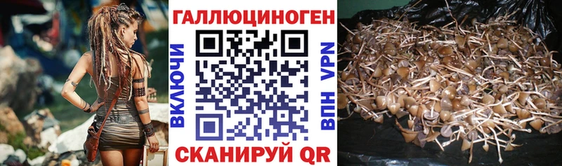 Галлюциногенные грибы Cubensis  Цоци-Юрт 